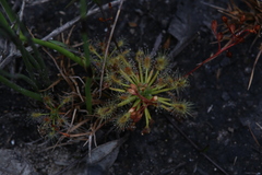 Drosera enodes