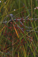 Drosera geniculata