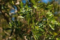 Schinus terebinthifolia