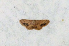 Idaea chotaria
