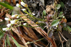 Cardamine dimidia