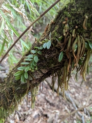 Gastrochilus formosanus