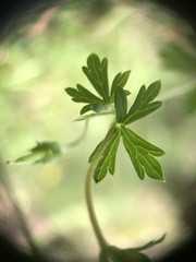 Geranium potentilloides