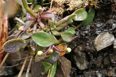 Cardamine dimidia