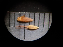 Rhynchospora inexpansa