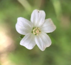 Geranium potentilloides