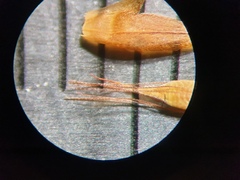 Rhynchospora inexpansa