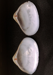 Mactrinula dolabrata