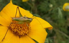 Conocephalus semivittatus