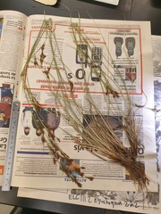 Rhynchospora inexpansa