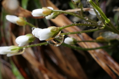Cardamine dimidia