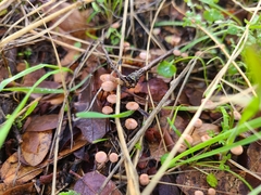 Collybiopsis quercophila