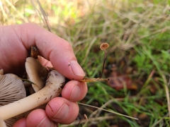 Collybiopsis quercophila