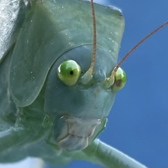 Stilpnochlora