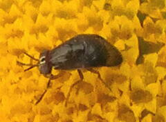 Steganopsis melanogaster