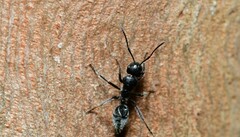 Calomyrmex albopilosus