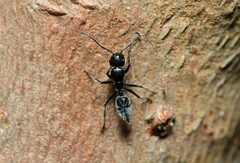 Calomyrmex albopilosus