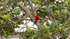 Ramphocelus bresilius