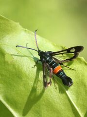 Synanthedon myopaeformis