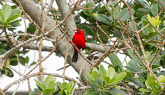 Ramphocelus bresilius