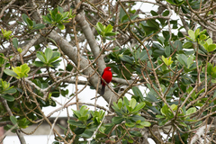 Ramphocelus bresilius