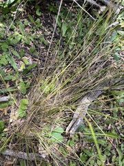Rytidosperma racemosum