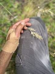 Rytidosperma racemosum