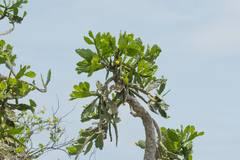 Brasiliopuntia brasiliensis