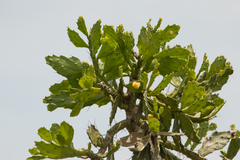 Brasiliopuntia brasiliensis
