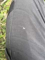 Rytidosperma racemosum