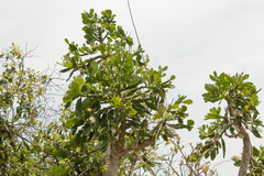 Brasiliopuntia brasiliensis