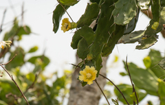 Brasiliopuntia brasiliensis