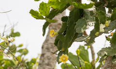 Brasiliopuntia brasiliensis