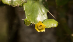Brasiliopuntia brasiliensis