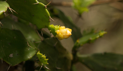 Brasiliopuntia brasiliensis