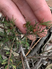 Dillwynia tenuifolia