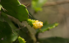 Brasiliopuntia brasiliensis