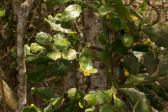 Brasiliopuntia brasiliensis