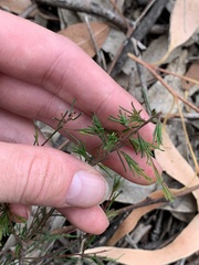 Dillwynia tenuifolia