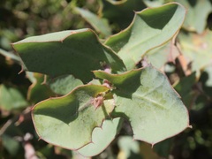 Hakea prostrata