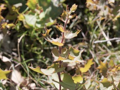 Hakea prostrata