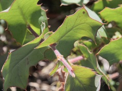 Hakea prostrata