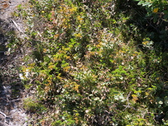 Hakea prostrata