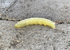 Macroglossum trochilus