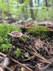 Hydnellum peckii