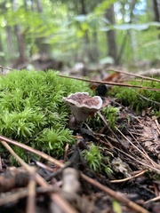 Hydnellum peckii