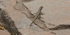 Tropidurus