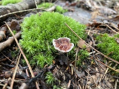 Hydnellum peckii
