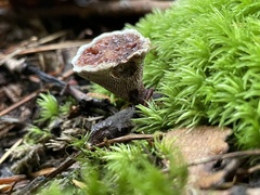Hydnellum peckii
