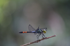 Agrionoptera sexlineata